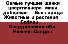 Самые лучшие щенки цвергпинчера (мини доберман) - Все города Животные и растения » Собаки   . Свердловская обл.,Нижняя Салда г.